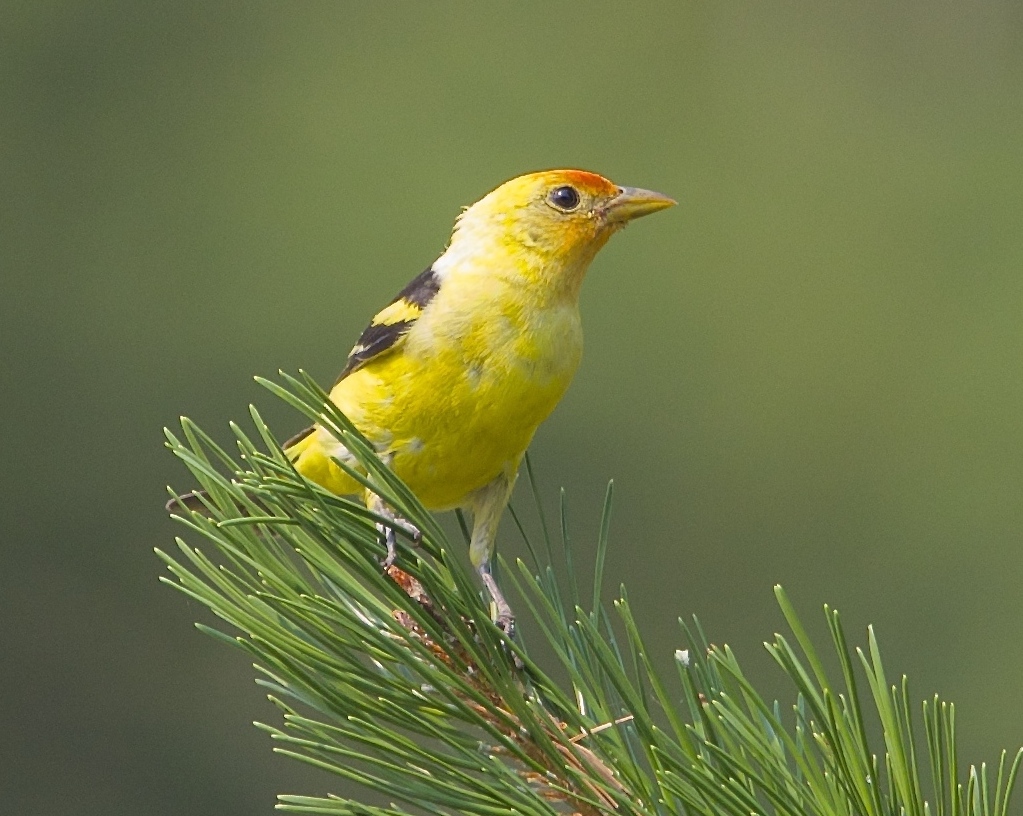 tanager.jpg