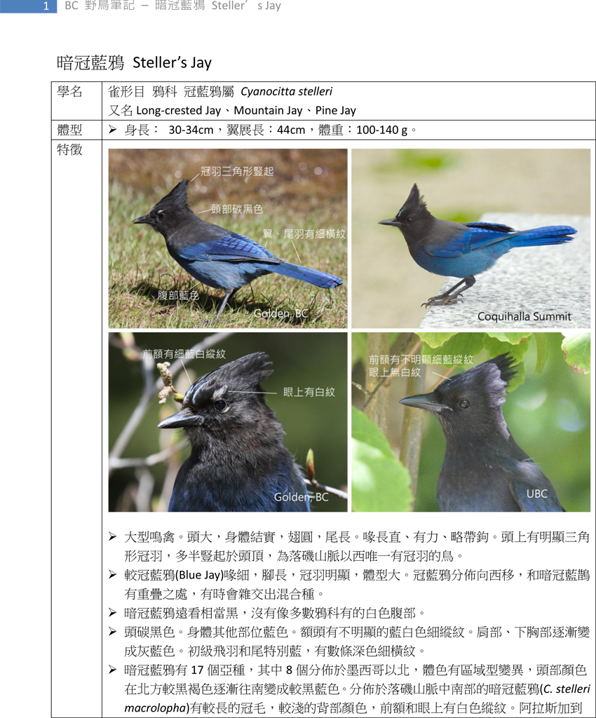 303-1 暗冠藍鴉 Steller's Jay-1.jpg