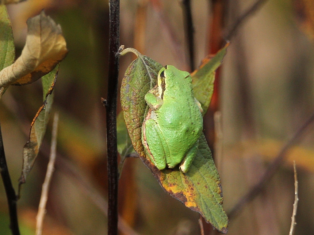 pacifictreefrog.jpg