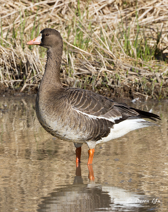 great-white-fronted-geese01.jpg