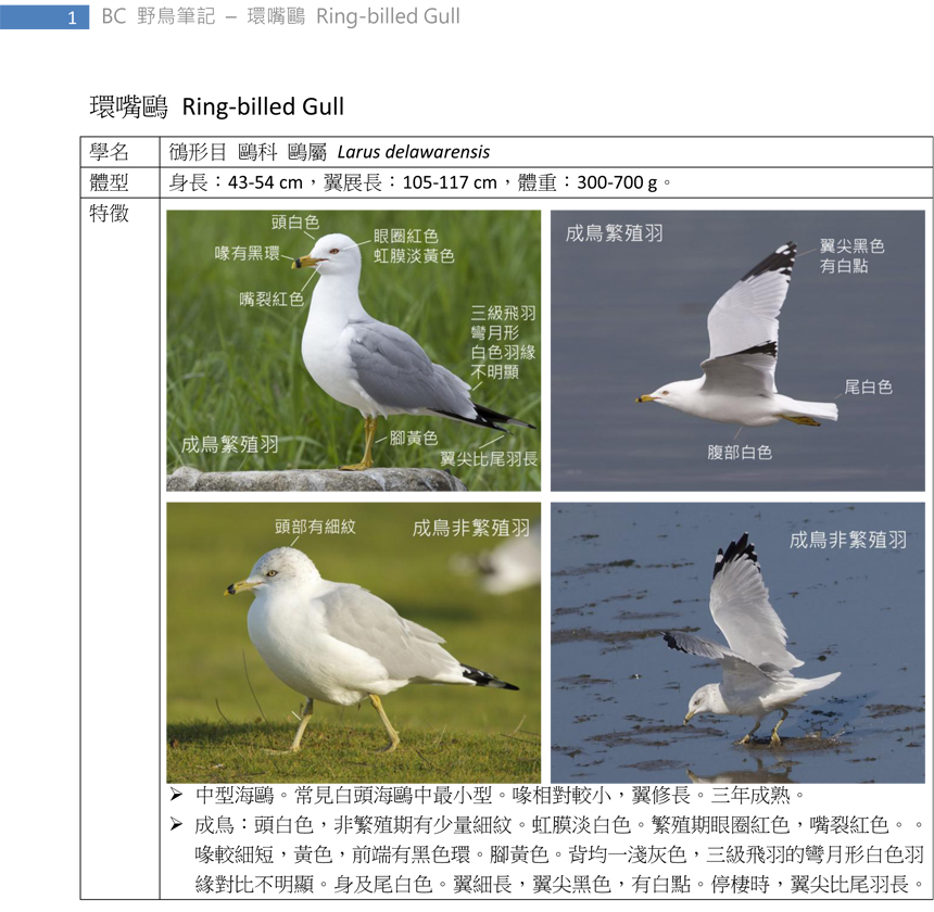 187 環嘴鷗 Ring-billed Gull-1.jpg