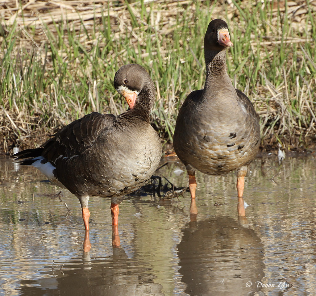 great-white-fronted-geese02.jpg