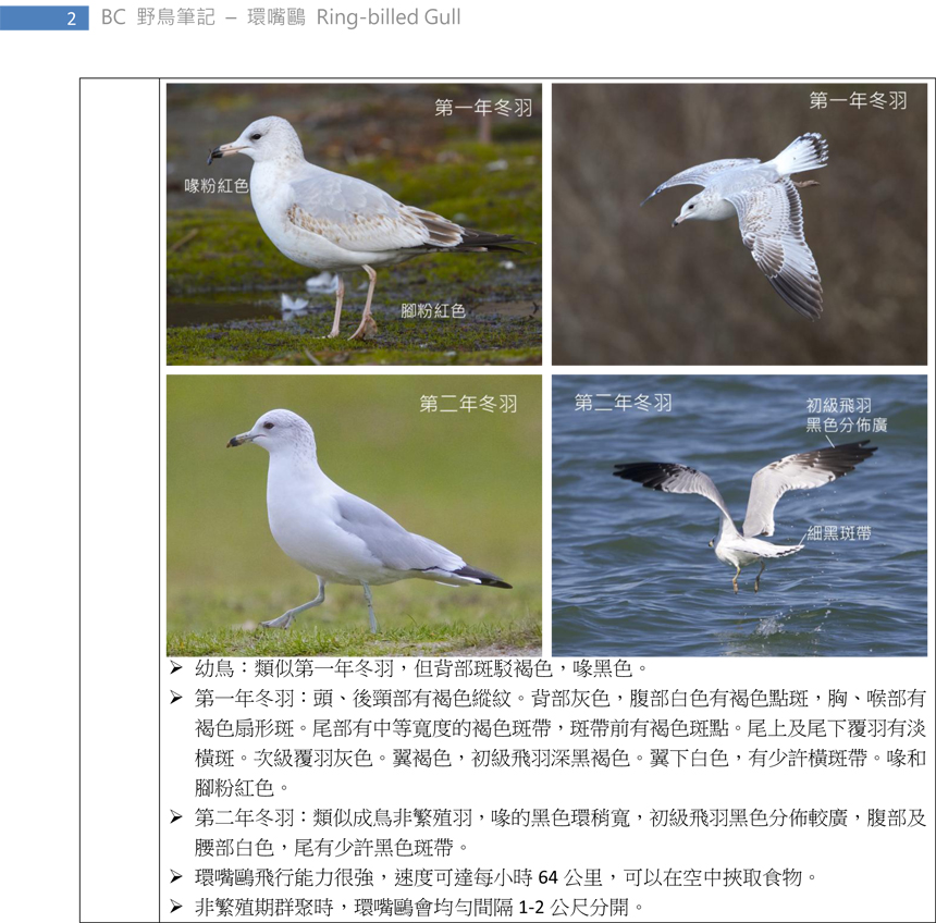 187 環嘴鷗 Ring-billed Gull-2.jpg