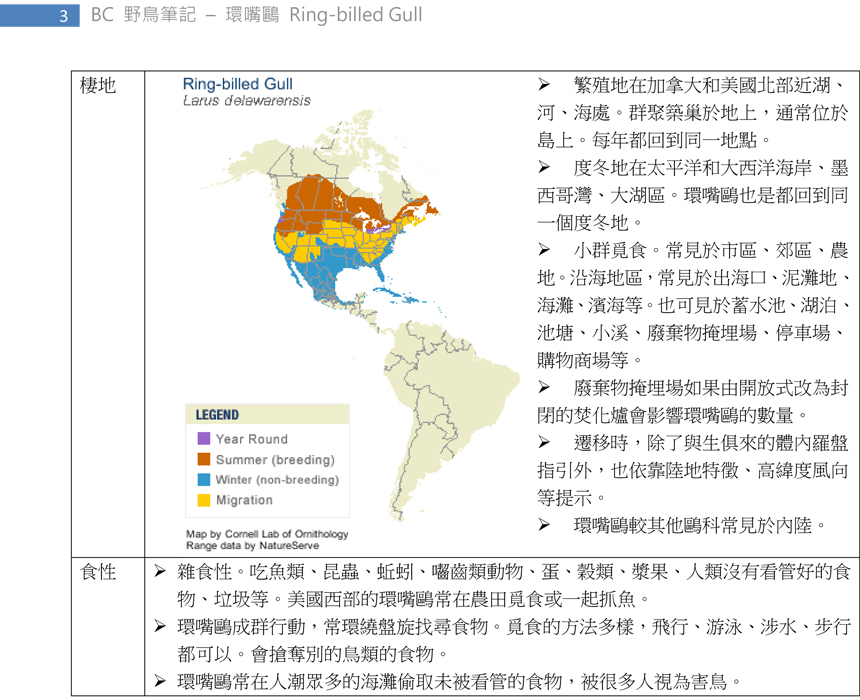 187 環嘴鷗 Ring-billed Gull-3.jpg