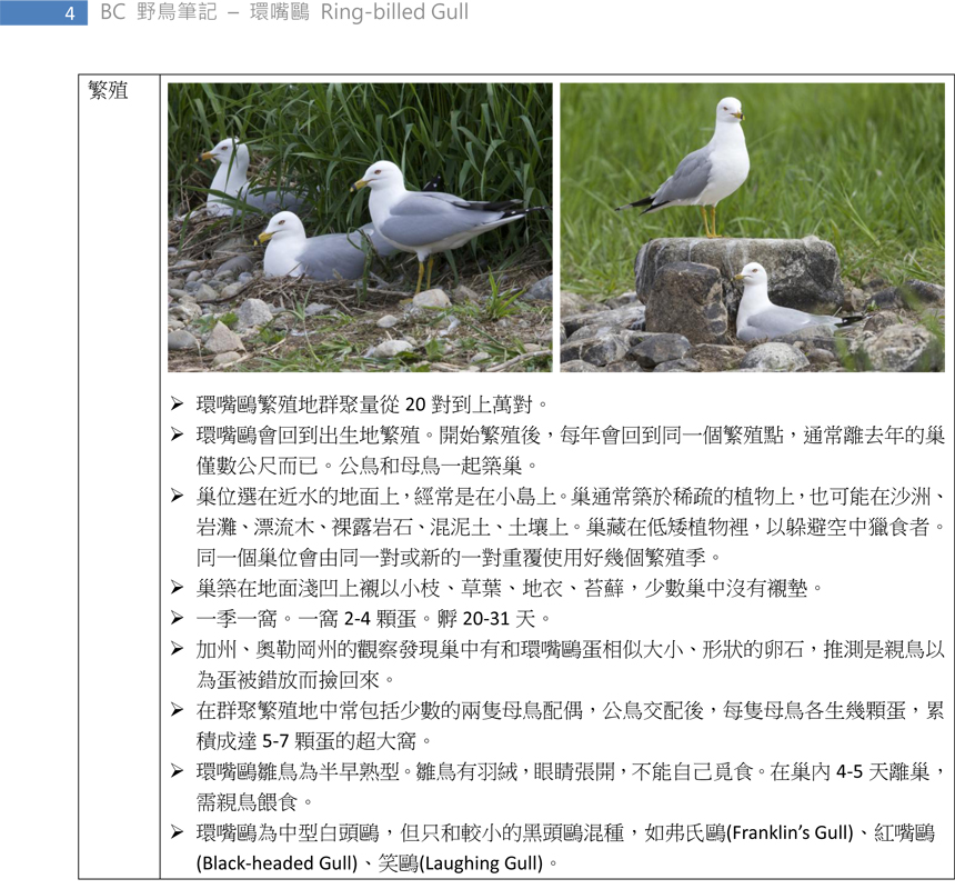 187 環嘴鷗 Ring-billed Gull-4.jpg