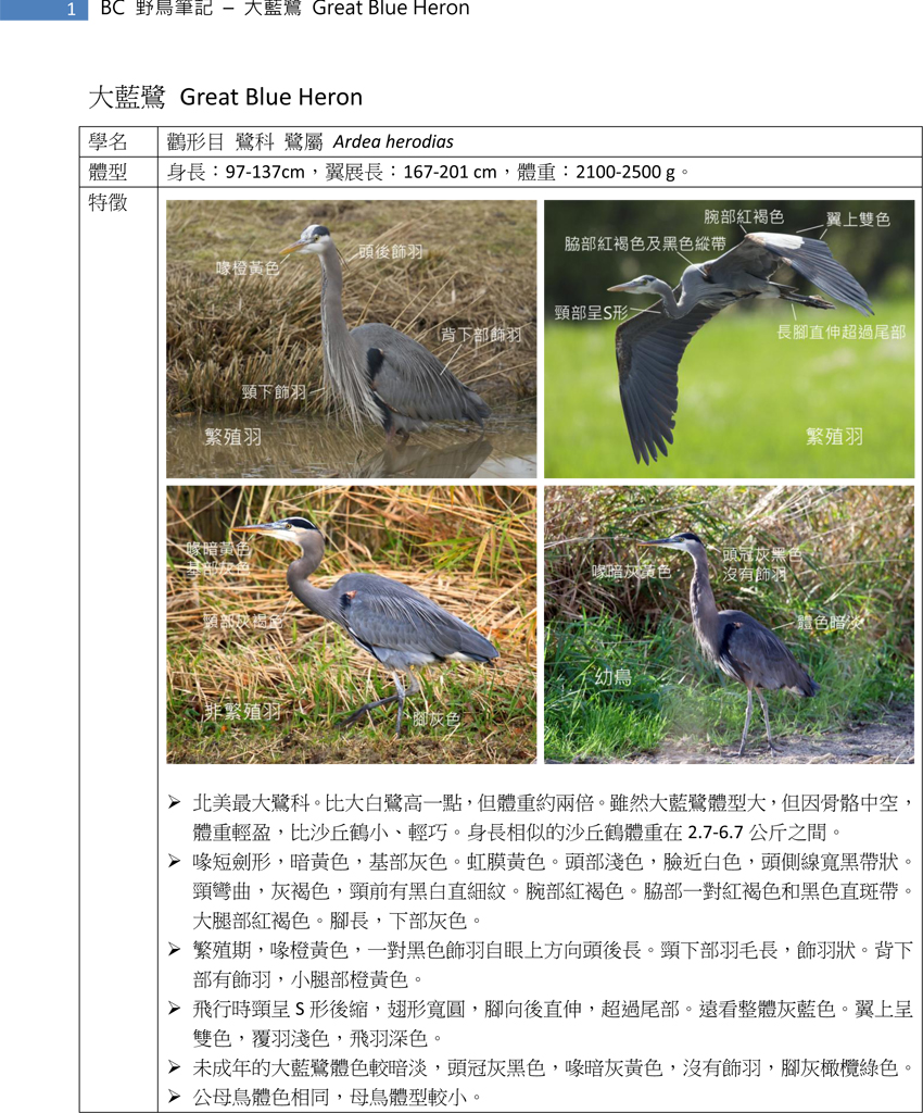 56-1 大藍鷺 Great Blue Heron-1.jpg
