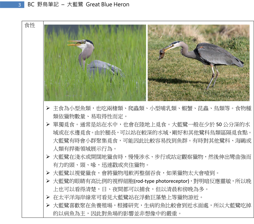 56-1 大藍鷺 Great Blue Heron-3.jpg