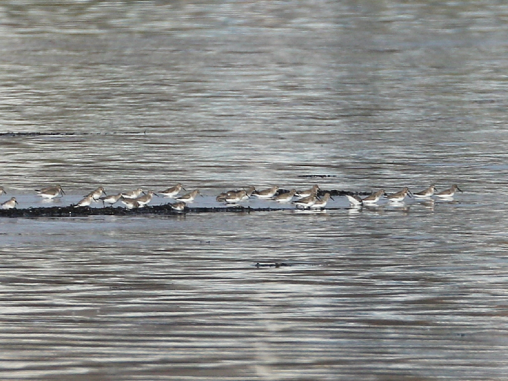 dunlin.jpg