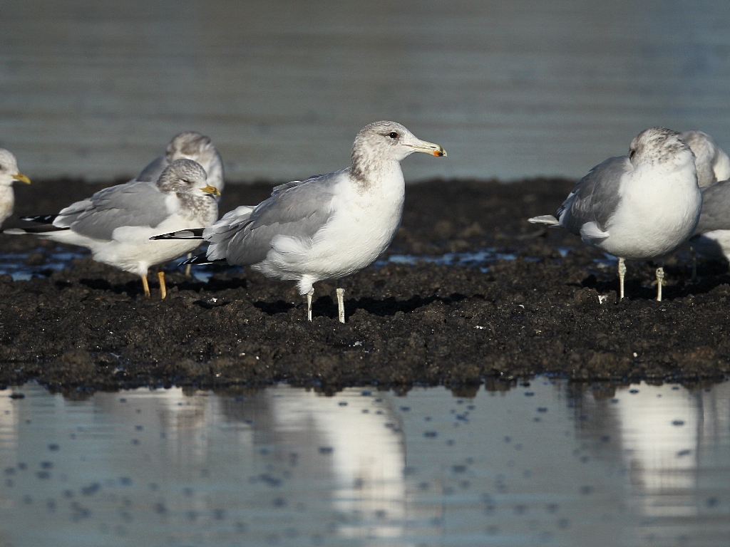 gull.jpg