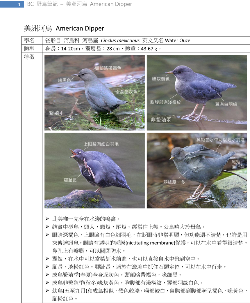 335 美洲河烏 American Dipper-1.jpg