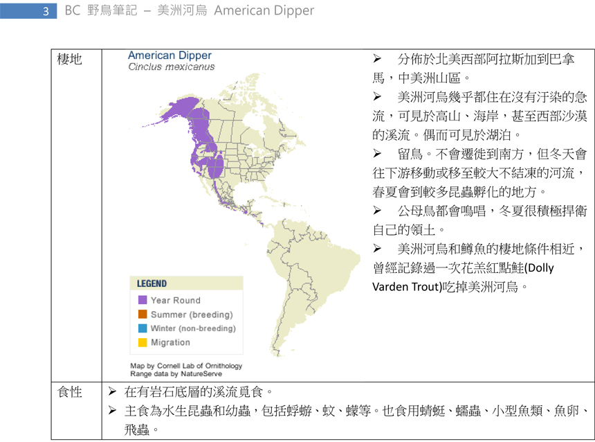 335 美洲河烏 American Dipper-3.jpg