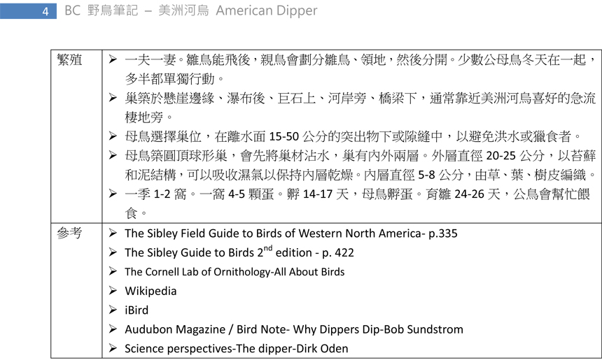 335 美洲河烏 American Dipper-4.jpg