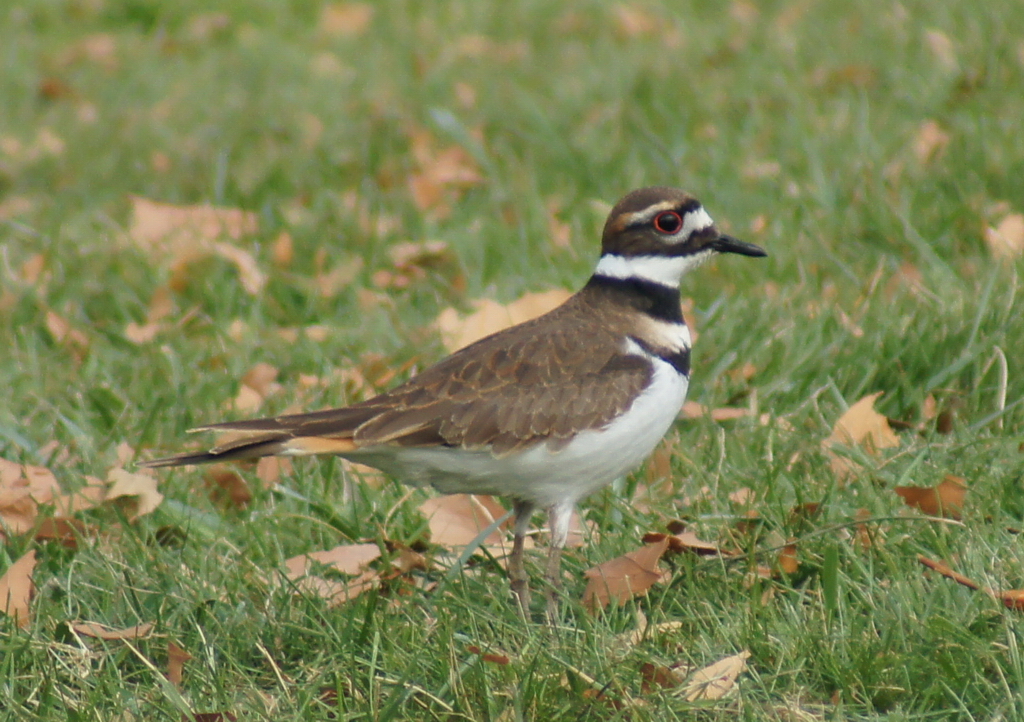 Killdeer 双領鴴4.JPG