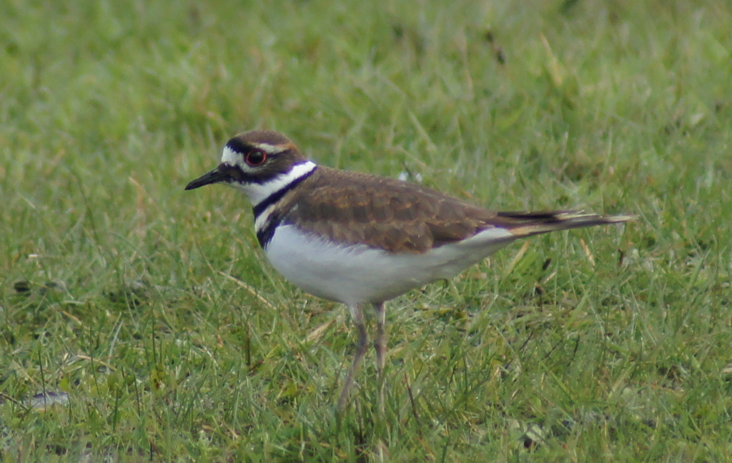 Killdeer 双領鴴5.JPG