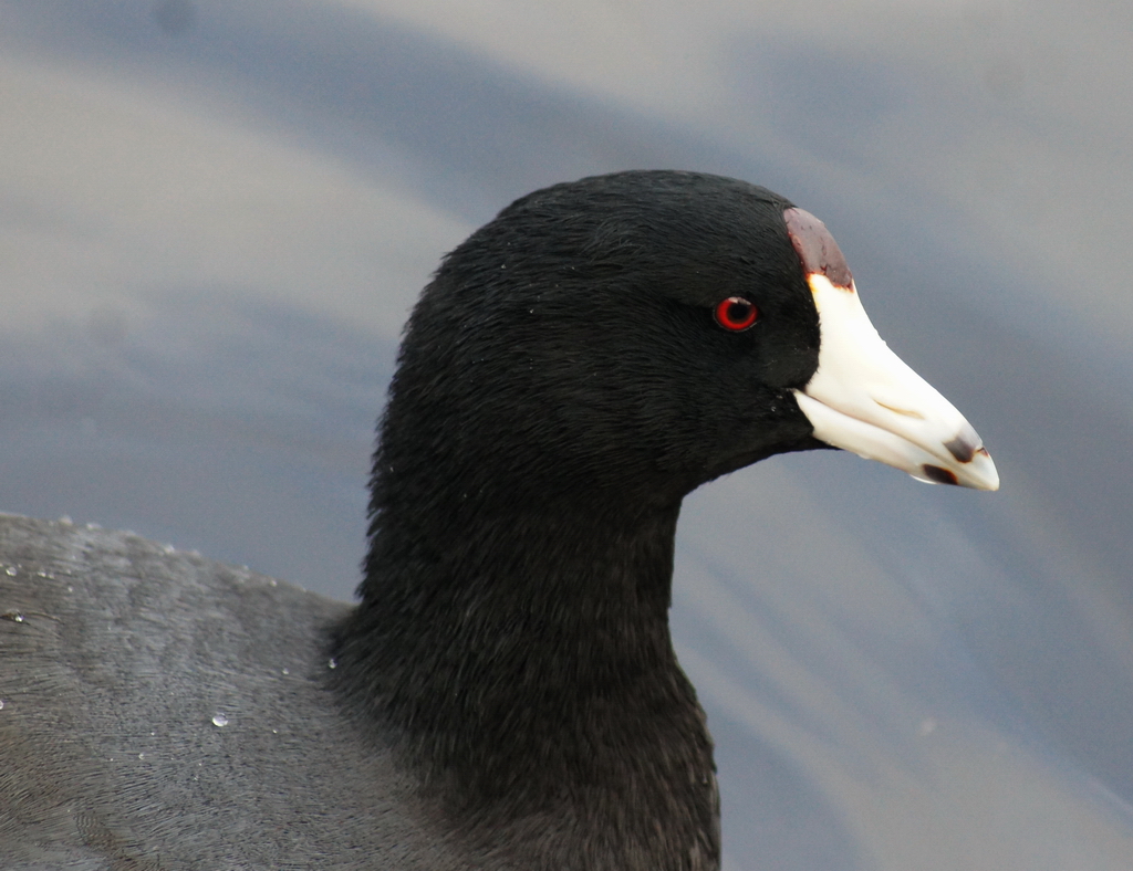 American Coot 美洲瓣蹼雞; 美洲骨顶1.JPG