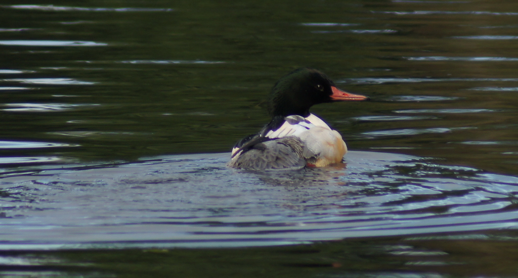 Common Merganser川秋沙;普通秋沙鸭1.JPG