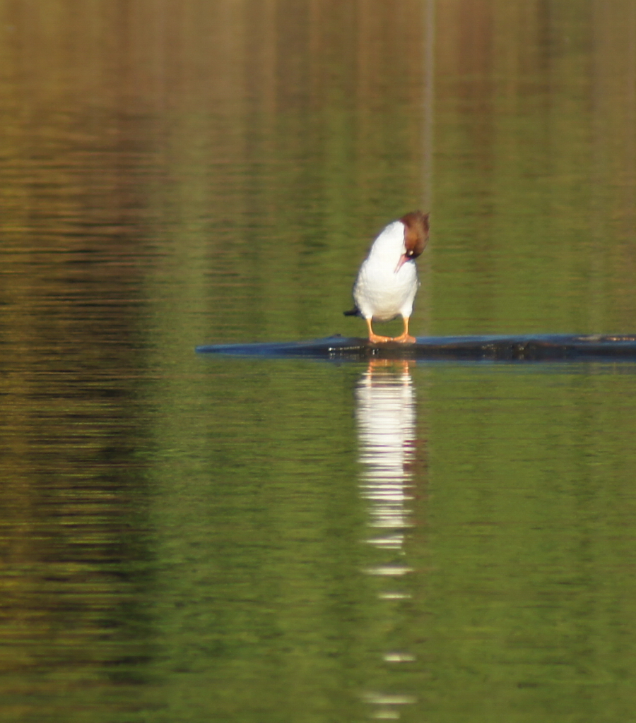 Common Merganser川秋沙;普通秋沙鸭2.JPG