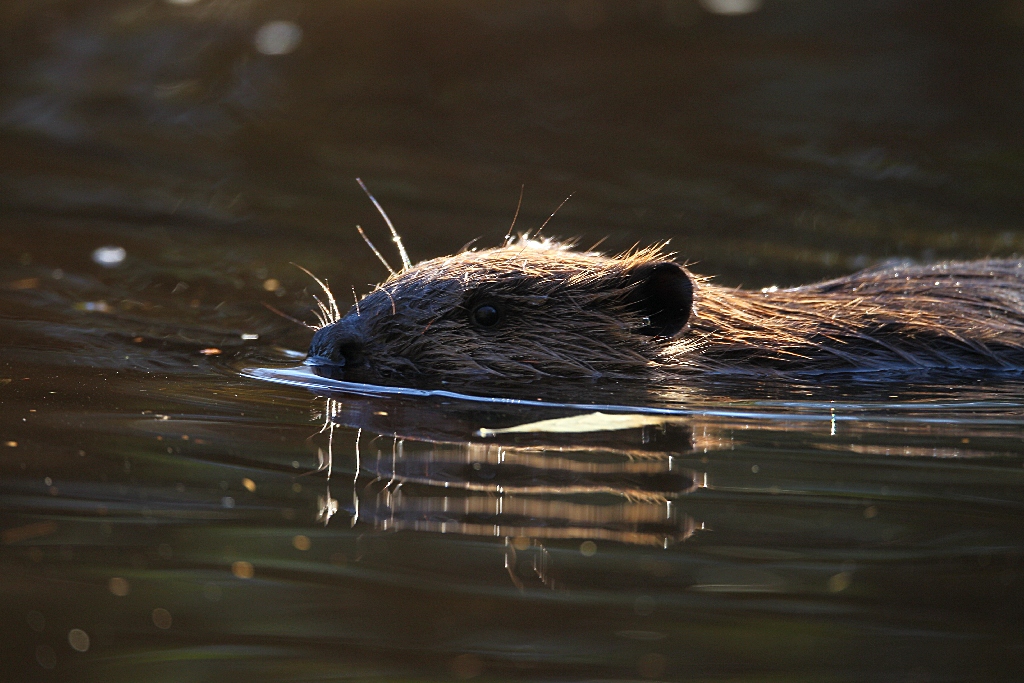 beaver.jpg