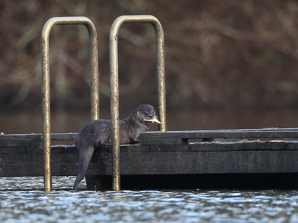 river otter.jpg