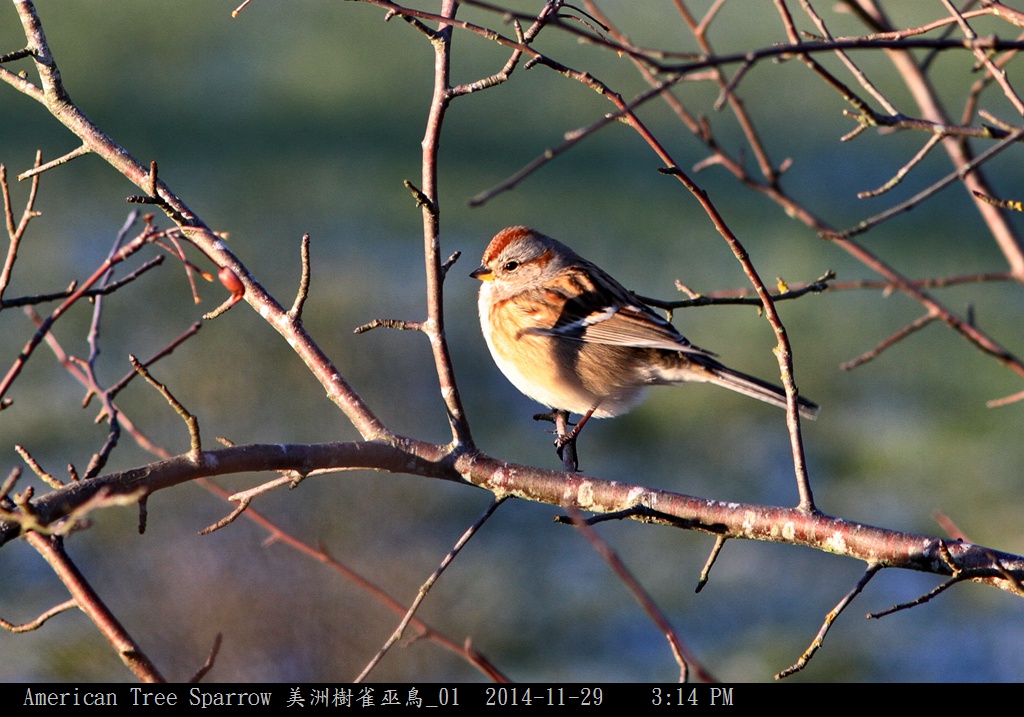 American Tree Sparrow 美洲樹雀巫鳥_01.jpg