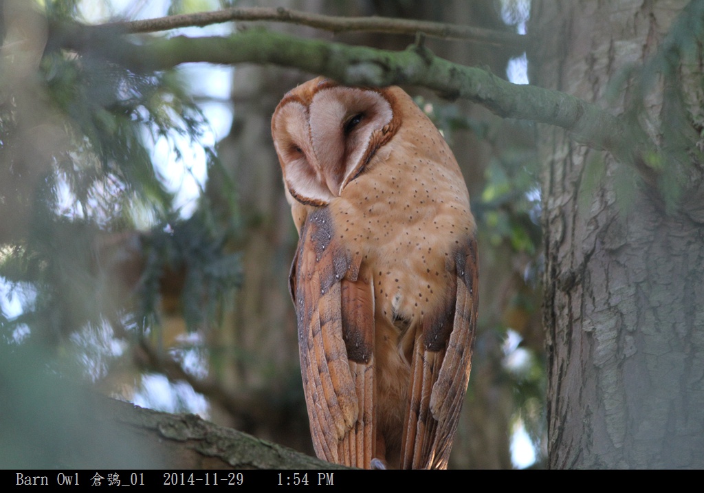 Barn Owl 倉鴞_01.jpg