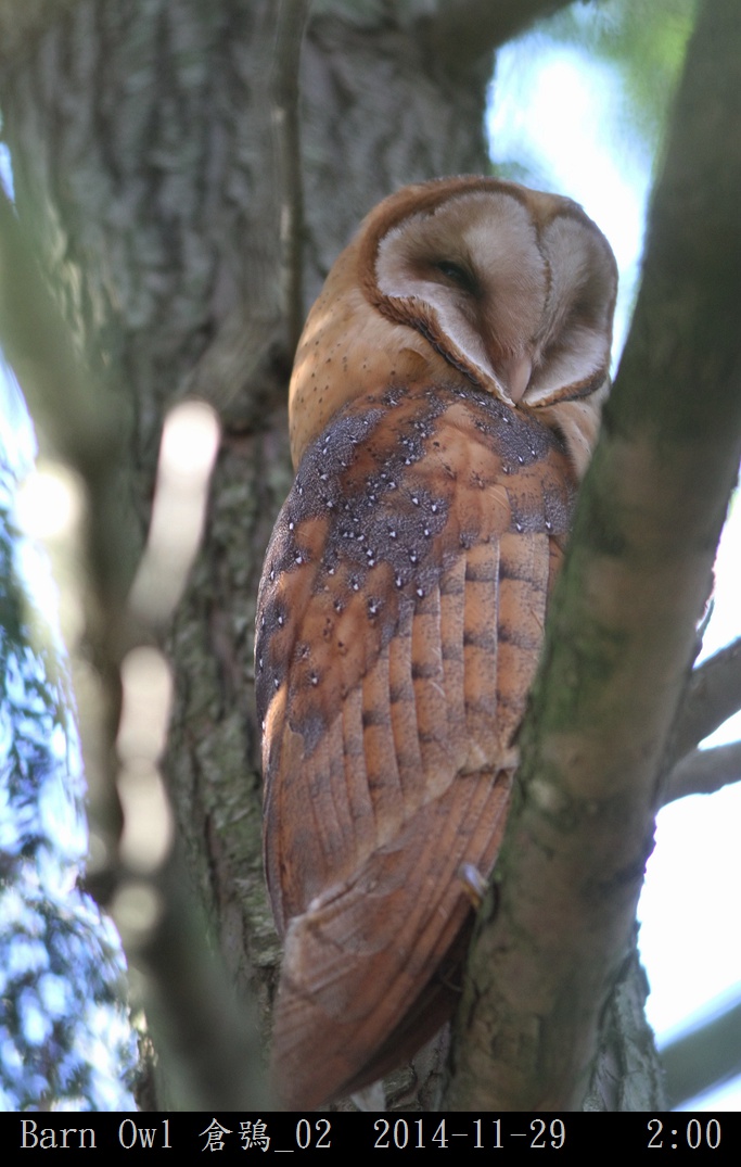 Barn Owl 倉鴞_02.jpg