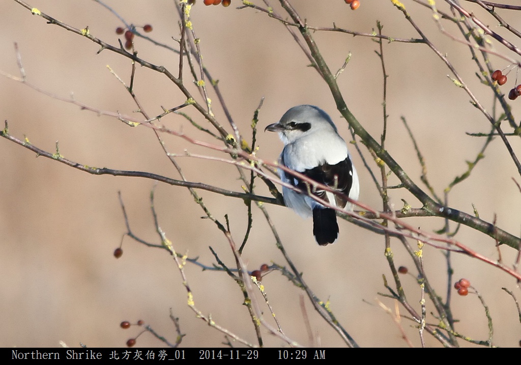 Northern Shrike 北方灰伯勞_01.jpg