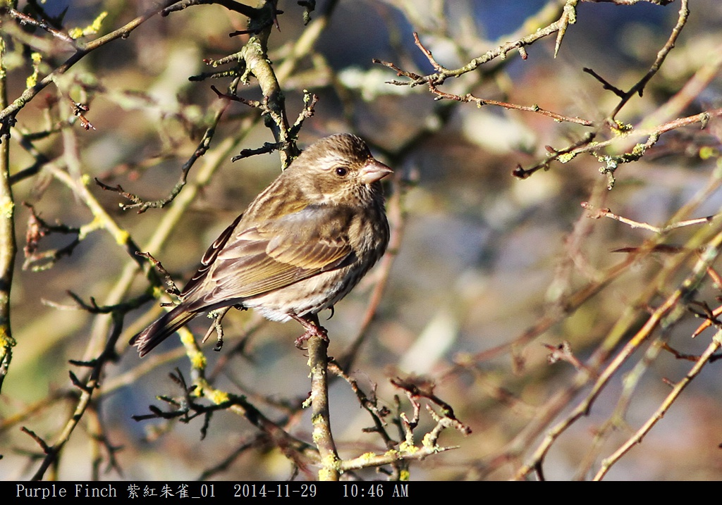 Purple Finch 紫紅朱雀_01.jpg