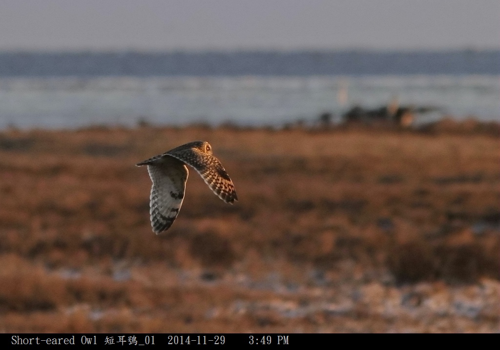 Short-eared Owl 短耳鴞_01.jpg