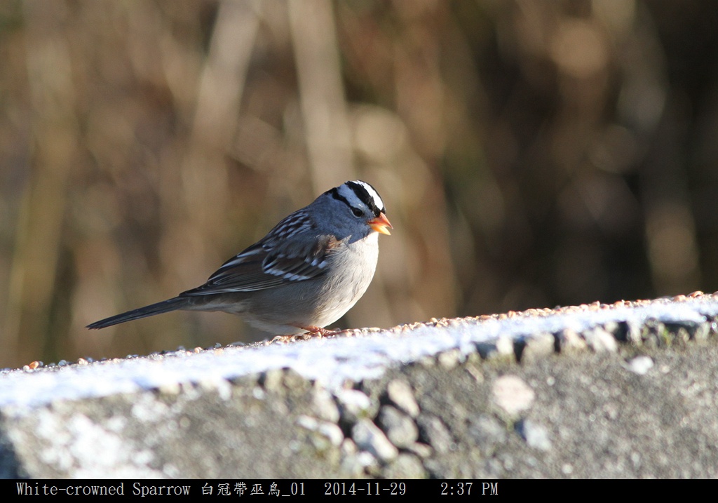 White-crowned Sparrow 白冠帶巫鳥_01.jpg
