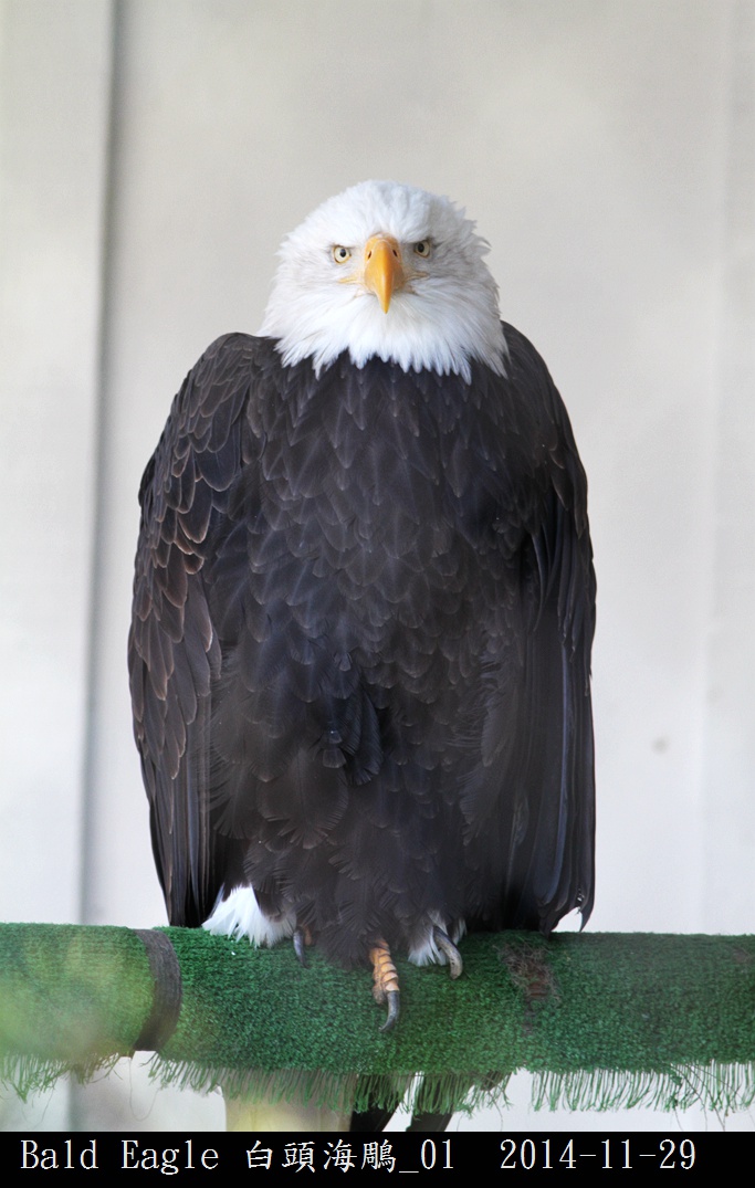 Bald Eagle 白頭海鵰_01.jpg