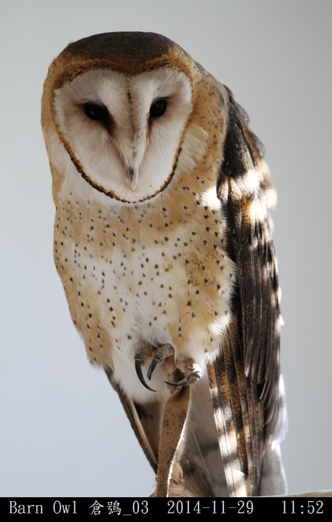 Barn Owl 倉鴞_03.jpg