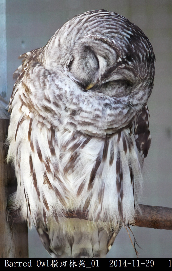Barred Owl橫斑林鴞_01.jpg