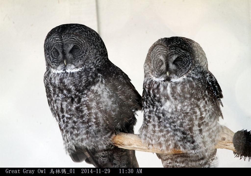 Great Gray Owl 烏林鴞_01.jpg