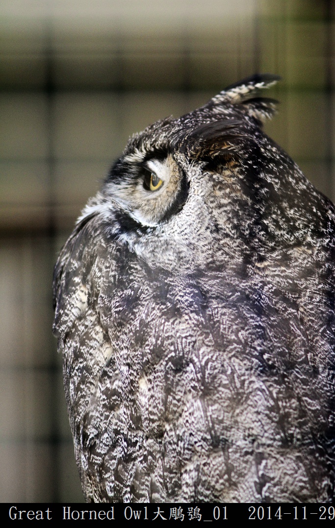 Great Horned Owl大鵰鴞_01.jpg