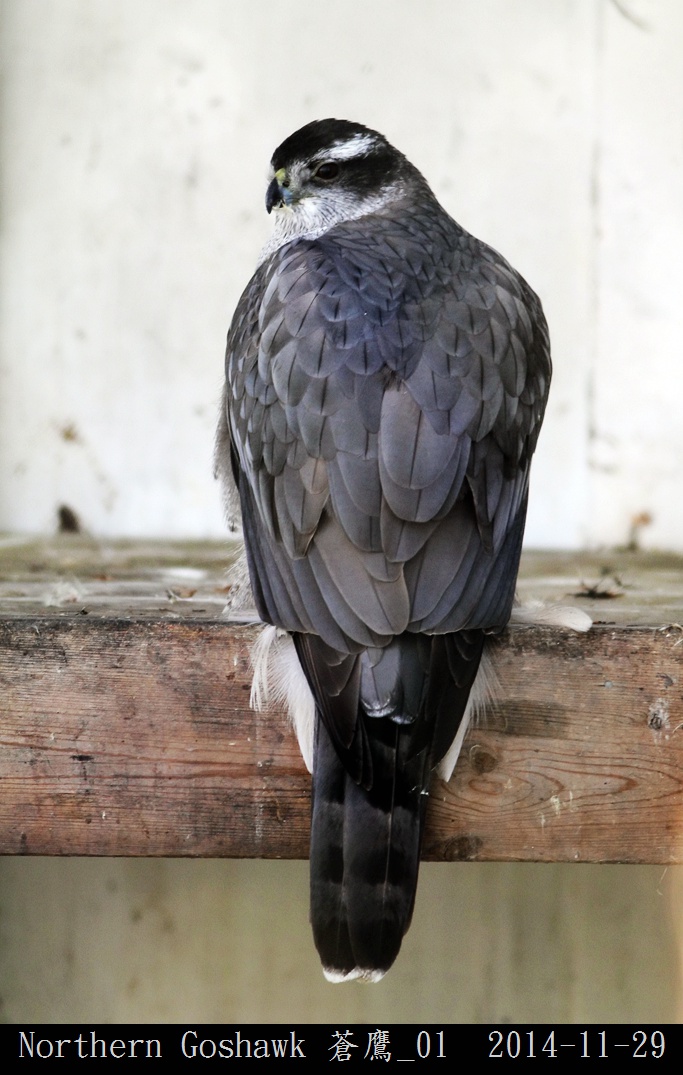 Northern Goshawk 蒼鷹_01.jpg