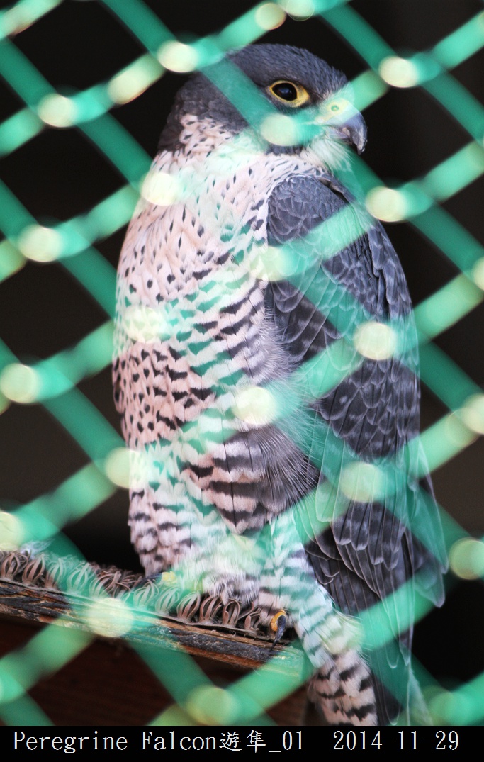 Peregrine Falcon遊隼_01.jpg