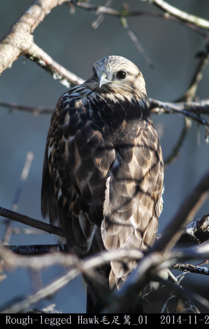 Rough-legged Hawk毛足鵟_01.jpg