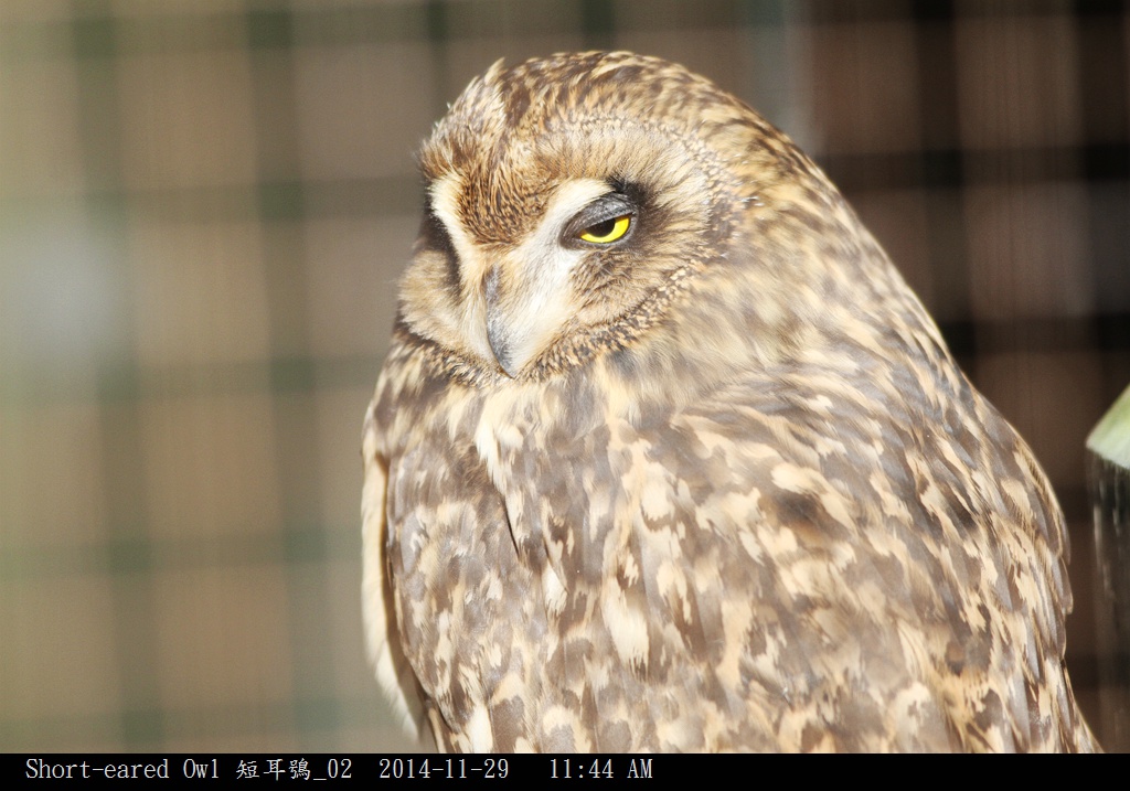 Short-eared Owl 短耳鴞_02.jpg