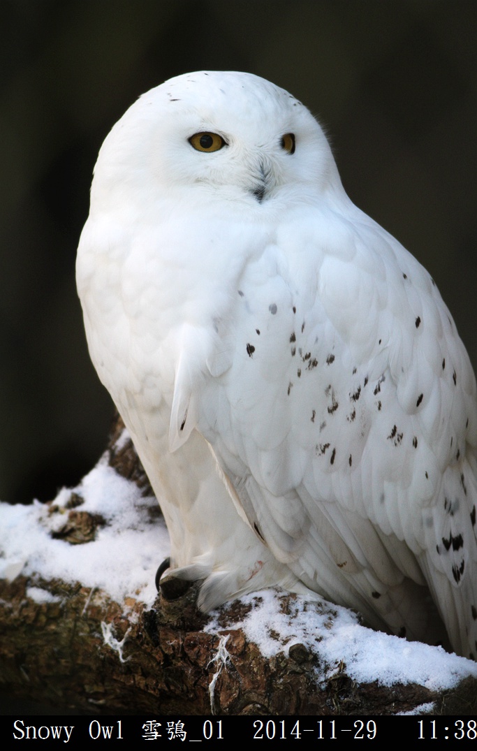Snowy Owl 雪鴞_01.jpg