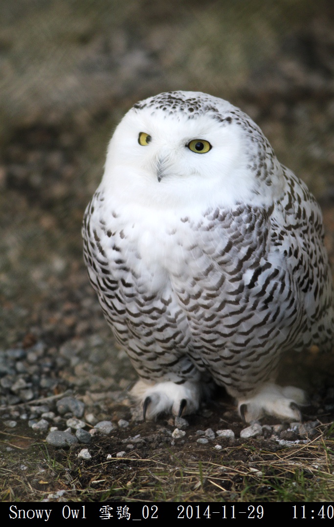 Snowy Owl 雪鴞_02.jpg