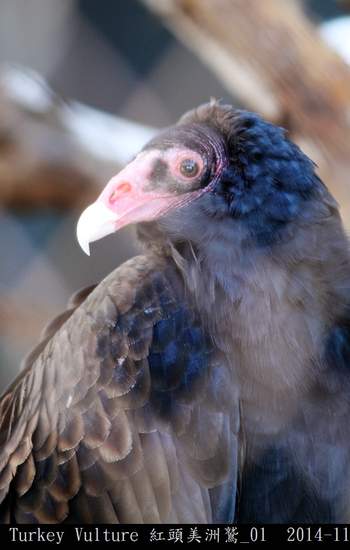 Turkey Vulture 紅頭美洲鷲_01.jpg