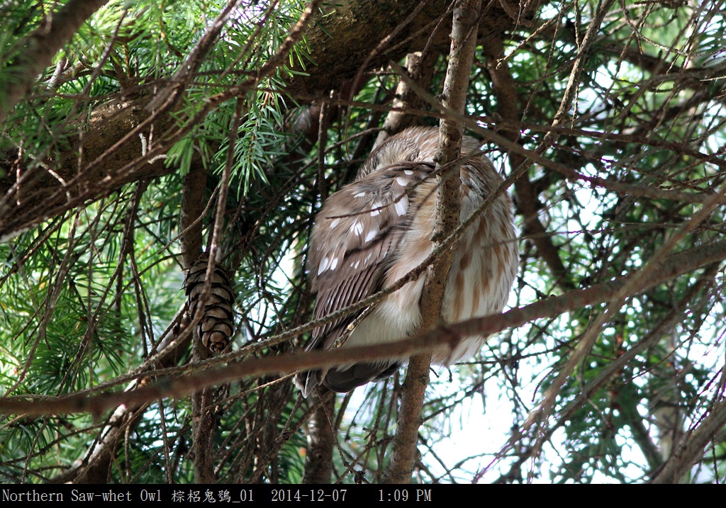 Northern Saw-whet Owl 棕梠鬼鴞_01.jpg