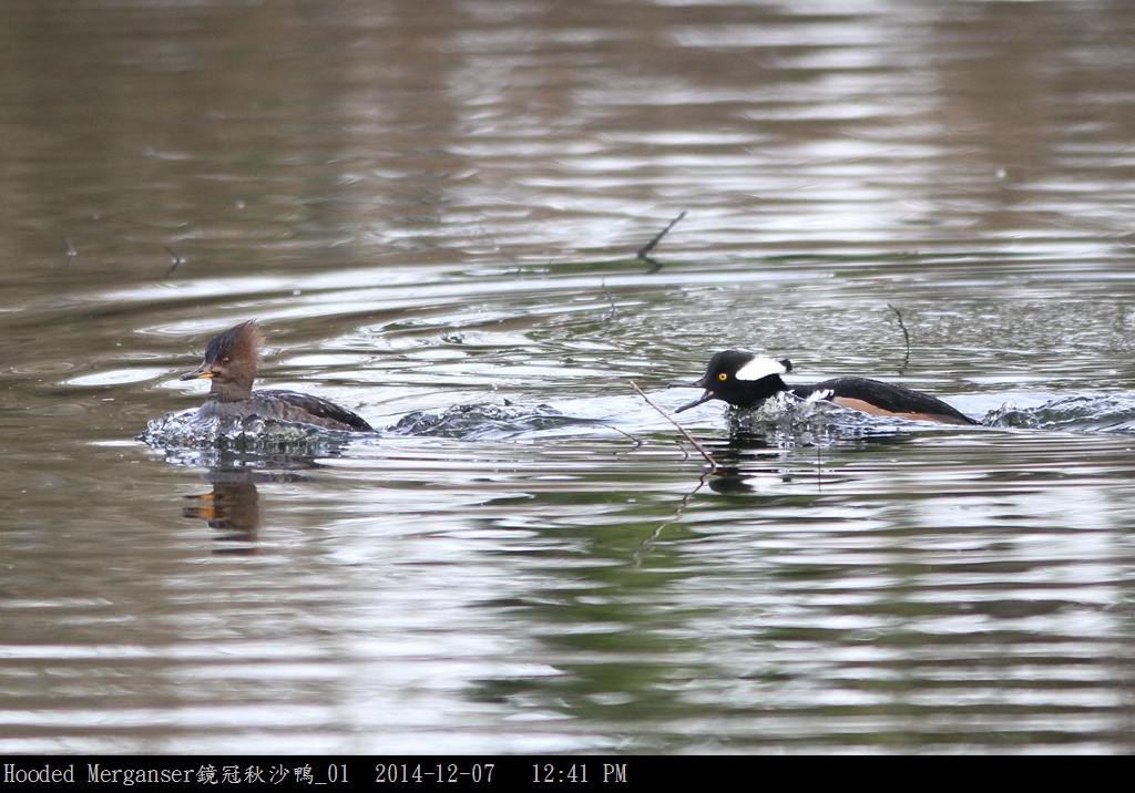 Hooded Merganser鏡冠秋沙鴨_01.jpg