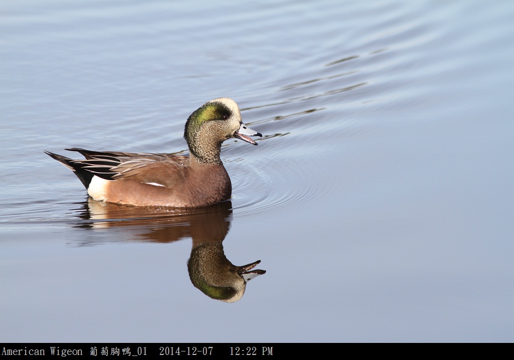 American Wigeon 葡萄胸鴨_01.jpg