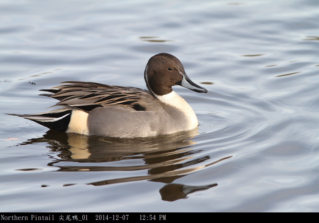 Northern Pintail 尖尾鴨_01.jpg