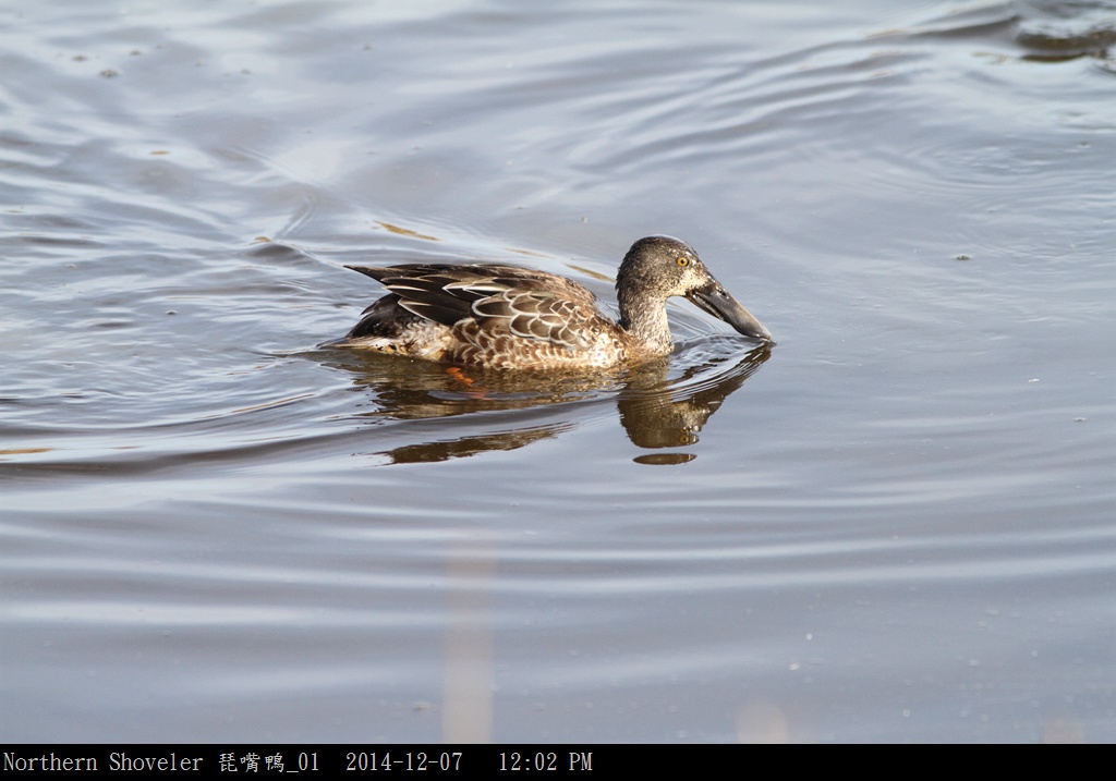 Northern Shoveler 琵嘴鴨_01.jpg