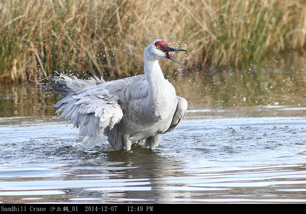 Sandhill Crane 沙丘鶴_01.jpg