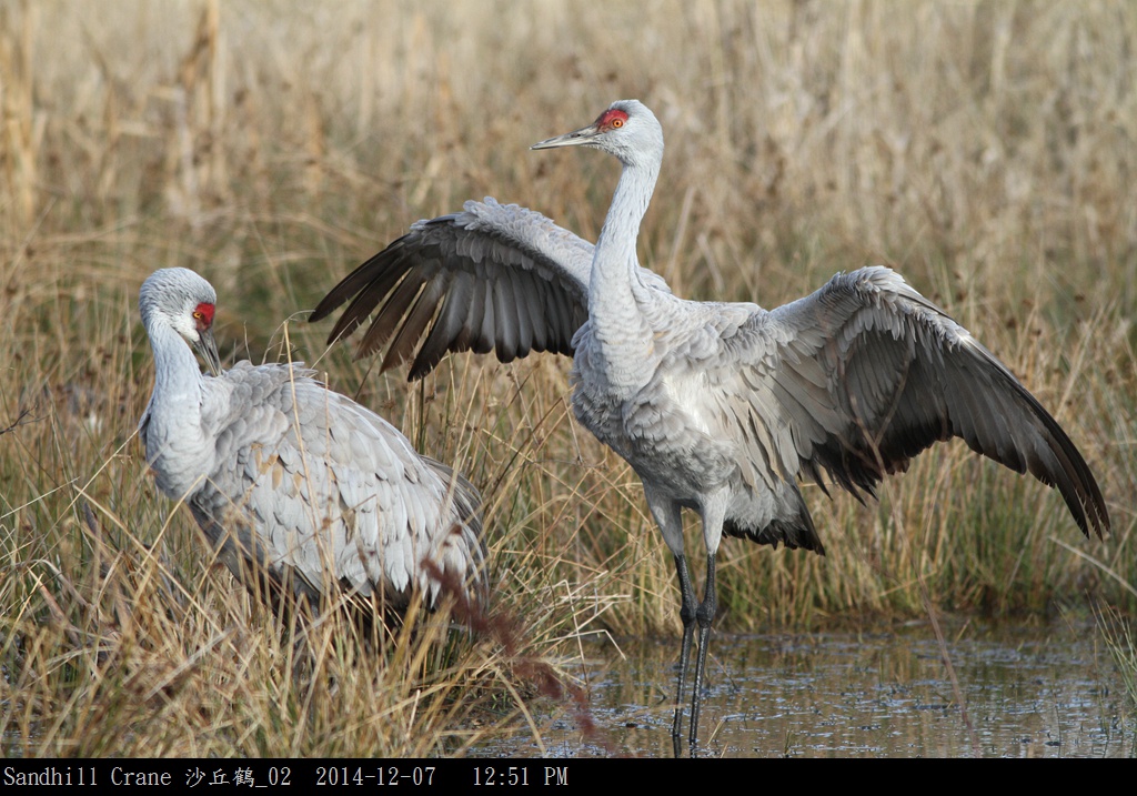 Sandhill Crane 沙丘鶴_02.jpg