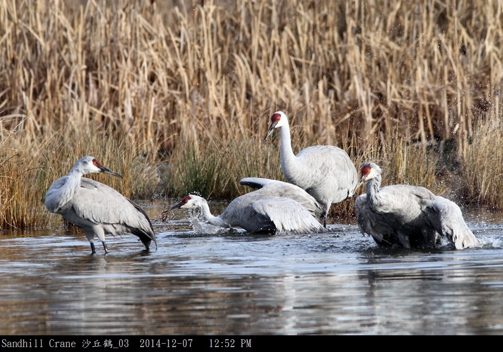 Sandhill Crane 沙丘鶴_03.jpg